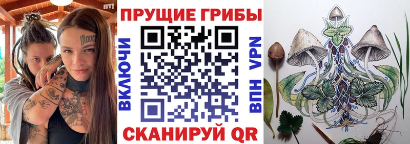 Купить  Шали  Галлюциногенные грибы Psilocybe 